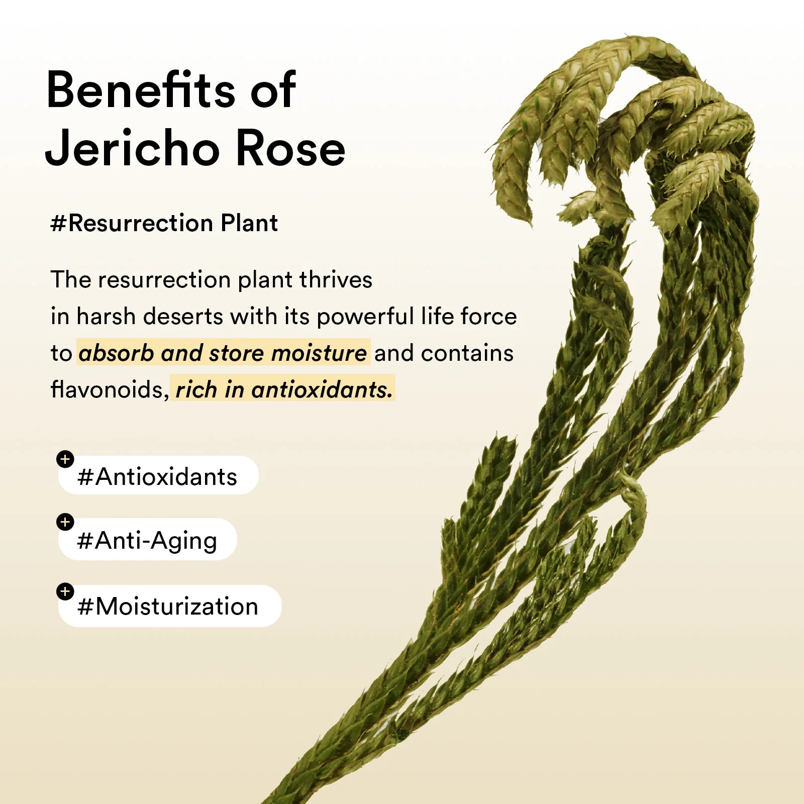 Abib Jericho Rose Eye Patch Red Algae Trehalose Betaine – deep hydration natural glow moisture bind plump glowing finish after removal 30 pairs
