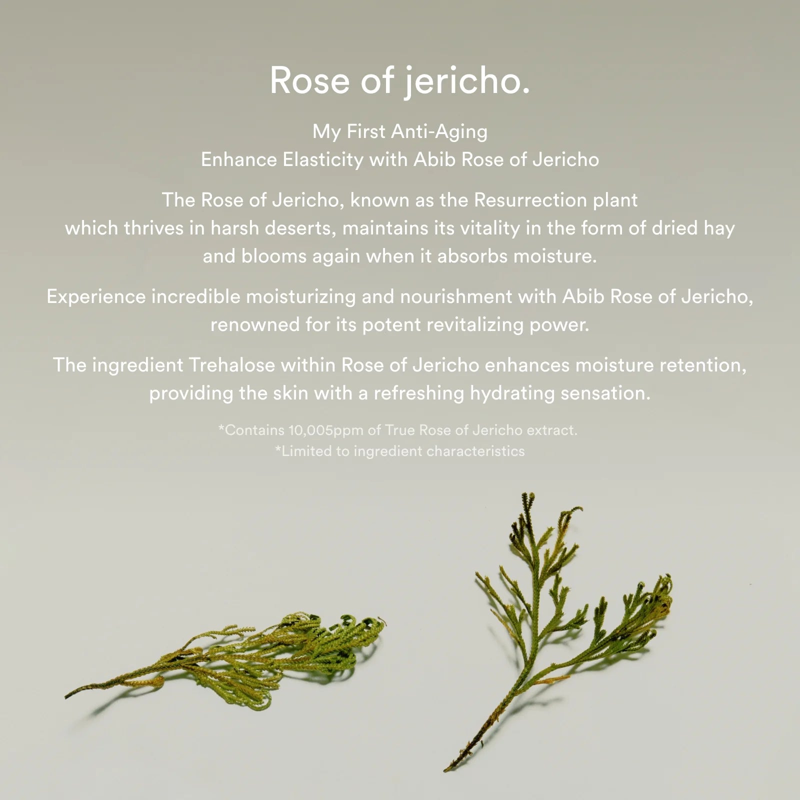 Jericho Rose Bifida Serum Firming Drop - Olive Kollection