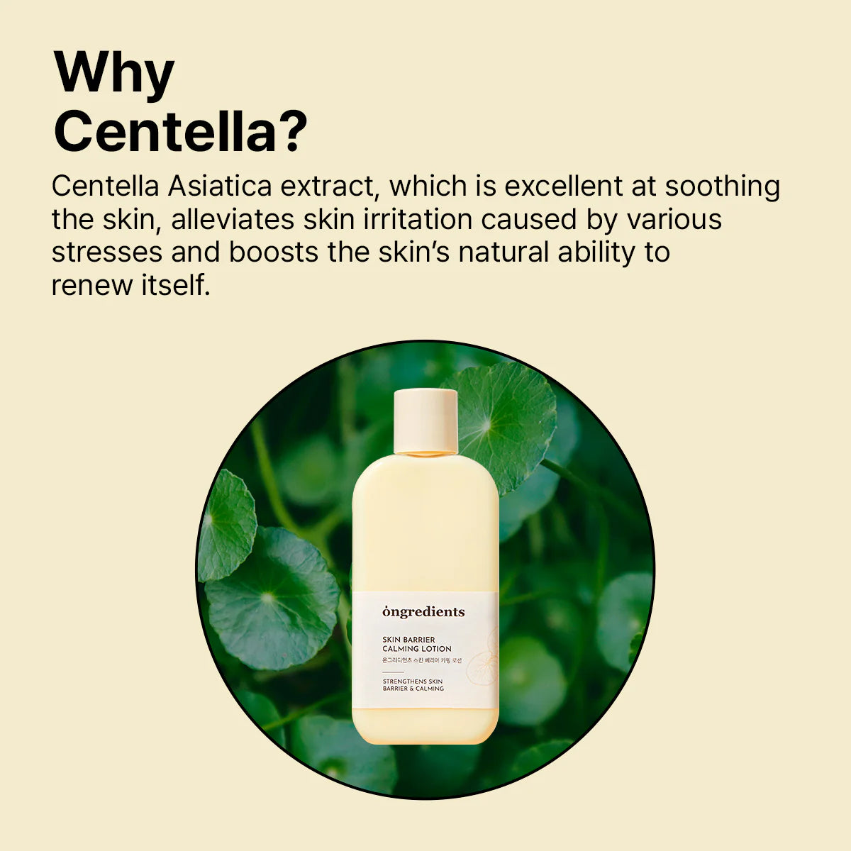 Ongredients Centella Asiatica Skin Barrier Calming Lotion - Olive Kollection