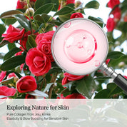Round Lab Camellia Deep Collagen PDRN Toner two ways use – daily toner 2-3 layers glow pack cotton pad 2-3 minutes quick mask
