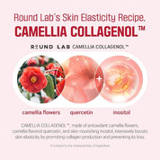 Round Lab Camellia Deep Collagen Firming Ampoule