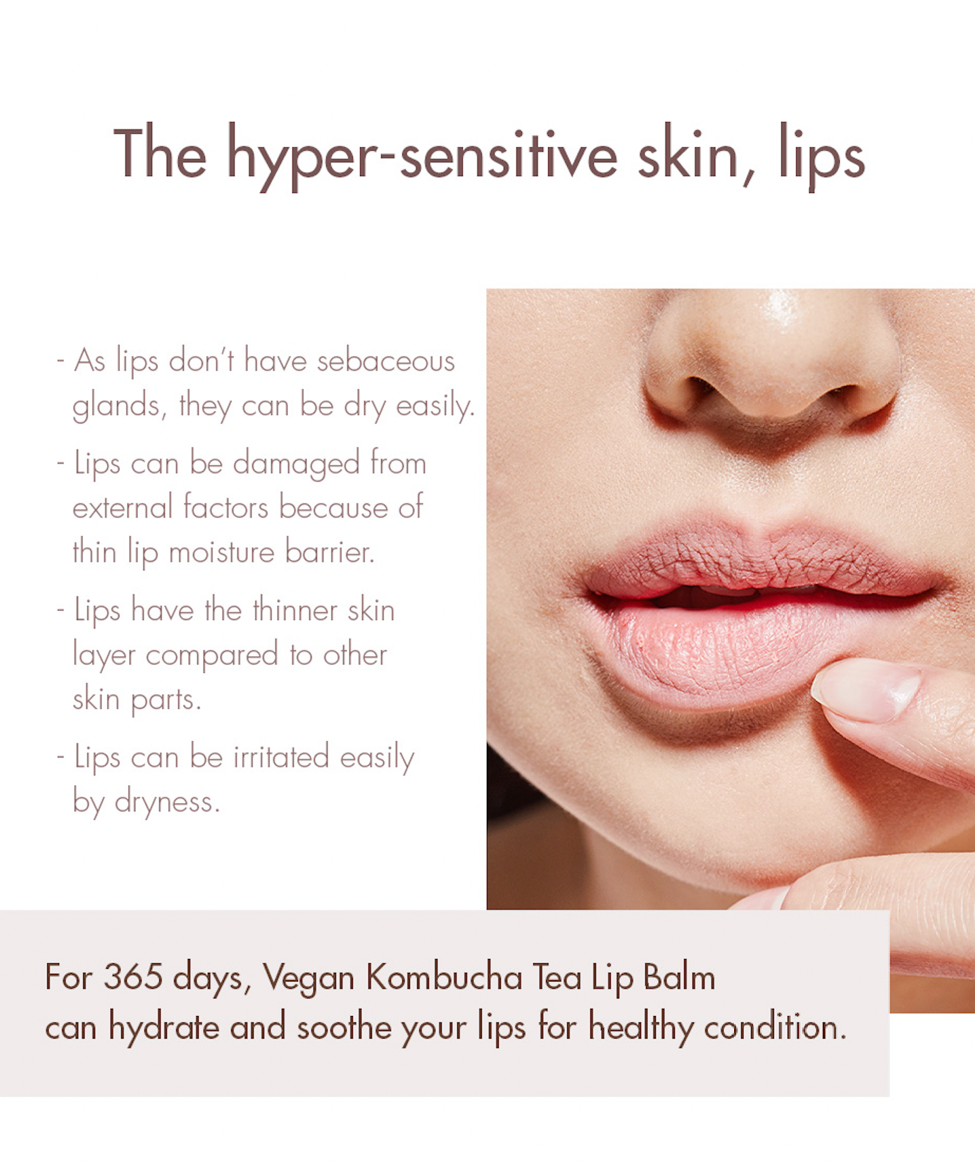 Dr. Ceuracle Vegan Kombucha Tea Lip Balm - Olive Kollection
